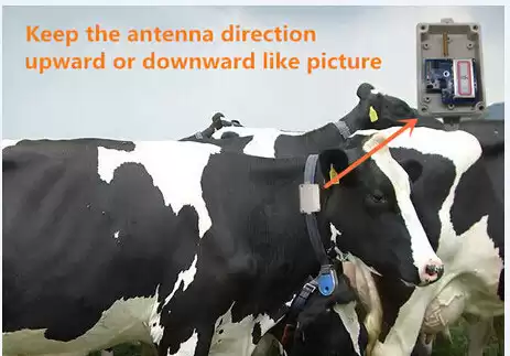 Podómetro de vaca Podómetro de vaca